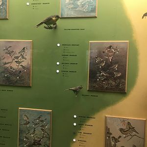 Milwaukee Public Museum - Wisconsin Woodlands - Yellow-Breasted Chat and Wilson's Warbler