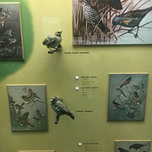 Milwaukee Public Museum - Wisconsin Woodlands - Yellow-Headed Blackbird and Evening Grosbeak