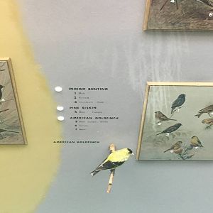 Milwaukee Public Museum - Wisconsin Woodlands - American Goldfinch