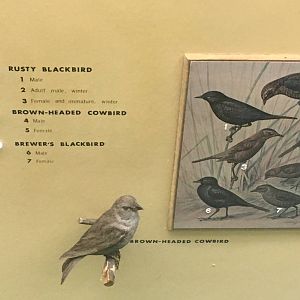 Milwaukee Public Museum - Wisconsin Woodlands - Brown-Headed Cowbird