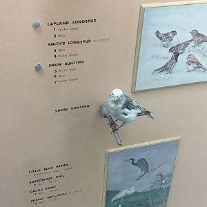 Milwaukee Public Museum - Wisconsin Woodlands - Snow Bunting