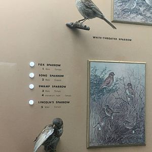 Milwaukee Public Museum - Wisconsin Woodlands - Fox Sparrow and White-Throated Sparrow