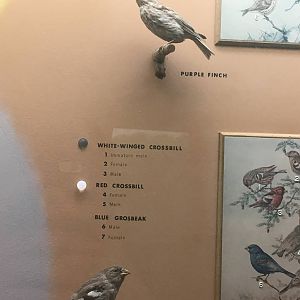 Milwaukee Public Museum - Wisconsin Woodlands - Purple Finch and White-Winged Crossbill