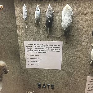 Milwaukee Public Museum - Wisconsin Woodlands - Shrews