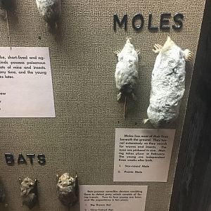 Milwaukee Public Museum - Wisconsin Woodlands - Moles