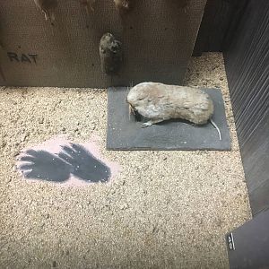 Milwaukee Public Museum - Wisconsin Woodlands - Pocket Gopher