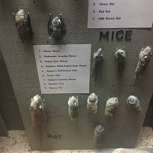 Milwaukee Public Museum - Wisconsin Woodlands - Mice