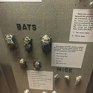 Milwaukee Public Museum - Wisconsin Woodlands - Bats