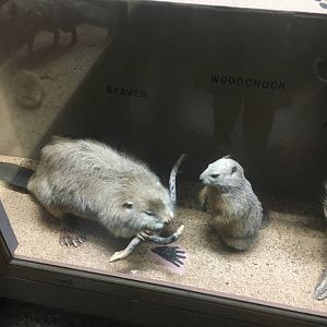 Milwaukee Public Museum - Wisconsin Woodlands - Beaver and Woodchuck