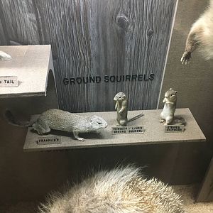 Milwaukee Public Museum - Wisconsin Woodlands - Ground Squirrels