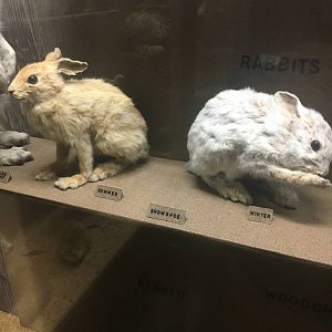 Milwaukee Public Museum - Wisconsin Woodlands - Snowshoe Hare