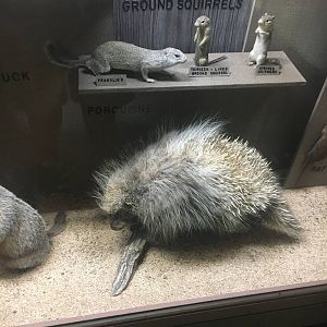 Milwaukee Public Museum - Wisconsin Woodlands - Porcupine