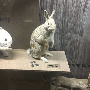 Milwaukee Public Museum - Wisconsin Woodlands - Cottontail