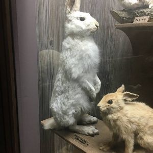 Milwaukee Public Museum - Wisconsin Woodlands - White-Tailed Jack Rabbit