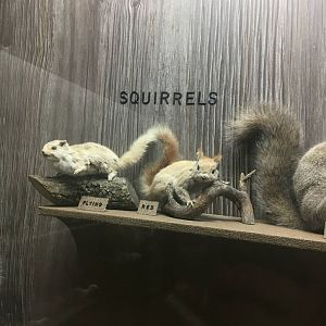 Milwaukee Public Museum - Wisconsin Woodlands - Flying Squirrel and Red Squirrel
