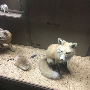 Milwaukee Public Museum - Wisconsin Woodlands - Red Fox and Muskrat