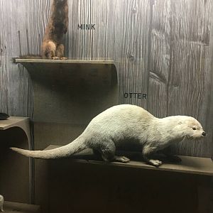 Milwaukee Public Museum - Wisconsin Woodlands - Otter and Mink