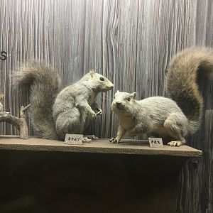 Milwaukee Public Museum - Wisconsin Woodlands - Gray Squirrel and Fox Squirrel