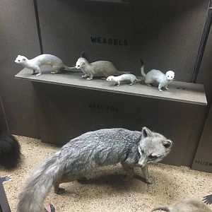 Milwaukee Public Museum - Wisconsin Woodlands - Weasels and Gray Fox