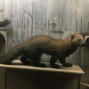 Milwaukee Public Museum - Wisconsin Woodlands - Fisher