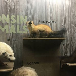 Milwaukee Public Museum - Wisconsin Woodlands - Pine Marten