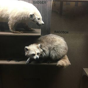 Milwaukee Public Museum - Wisconsin Woodlands - Raccoon and Badger