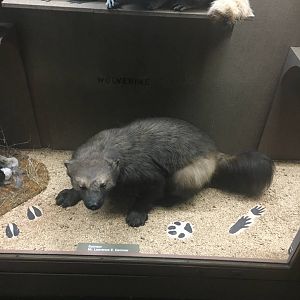 Milwaukee Public Museum - Wisconsin Woodlands - Wolverine