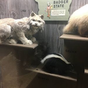 Milwaukee Public Museum - Wisconsin Woodlands - Lynx and Skunk