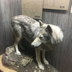 Milwaukee Public Museum - Wisconsin Woodlands - Gray Wolf
