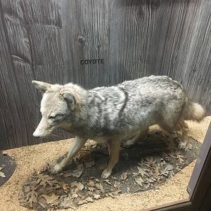 Milwaukee Public Museum - Wisconsin Woodlands - Coyote