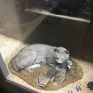 Milwaukee Public Museum - Wisconsin Woodlands - Bobcat