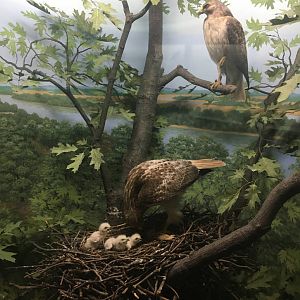 Milwaukee Public Museum - Wisconsin Woodlands - Hawk Diorama