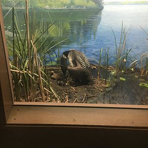 Milwaukee Public Museum - Wisconsin Woodlands - Loon Diorama