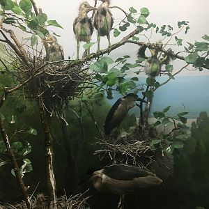 Milwaukee Public Museum - Wisconsin Woodlands - Boat-Billed Heron Diorama
