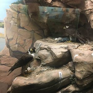 Milwaukee Public Museum - Wisconsin Woodlands - Osprey Diorama