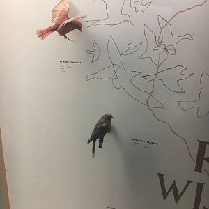 Milwaukee Public Museum - Wisconsin Woodlands - Summer Tanager and Townsend's Solitaire