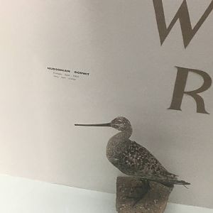 Milwaukee Public Museum - Wisconsin Woodlands - Hudsonian Godwit