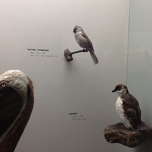 Milwaukee Public Museum - Wisconsin Woodlands - Tufted Titmouse and Dovkie