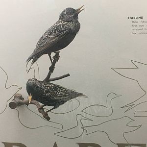 Milwaukee Public Museum - Wisconsin Woodlands - Starling