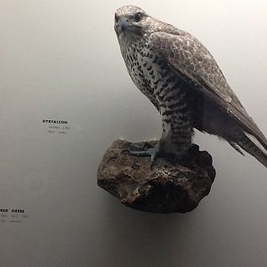 Milwaukee Public Museum - Wisconsin Woodlands - Gyrfalcon