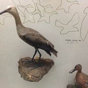 Milwaukee Public Museum - Wisconsin Woodlands - Eastern Glossy Ibis