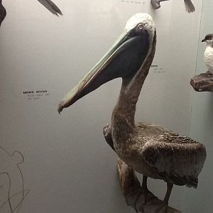 Milwaukee Public Museum - Wisconsin Woodlands - Brown Pelican