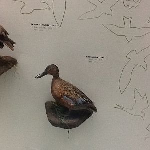 Milwaukee Public Museum - Wisconsin Woodlands - Cinnamon Teal