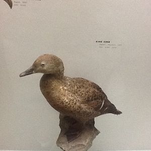 Milwaukee Public Museum - Wisconsin Woodlands - King Eider