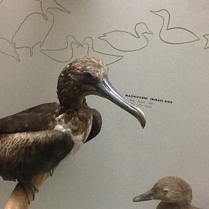 Milwaukee Public Museum - Wisconsin Woodlands - Magnificent Frigate-Bird