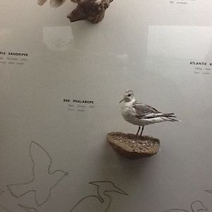 Milwaukee Public Museum - Wisconsin Woodlands - Red Phalarope