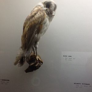 Milwaukee Public Museum - Wisconsin Woodlands - Barn Owl