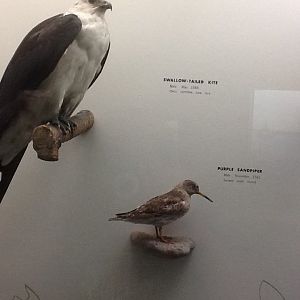 Milwaukee Public Museum - Wisconsin Woodlands - Swallow-Tailed Kite and Purple Sandpiper