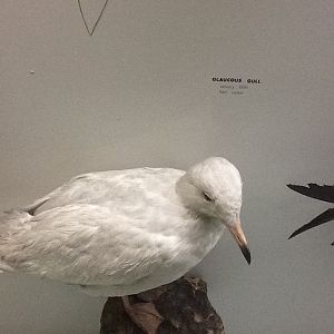Milwaukee Public Museum - Wisconsin Woodlands - Glaucous Gull