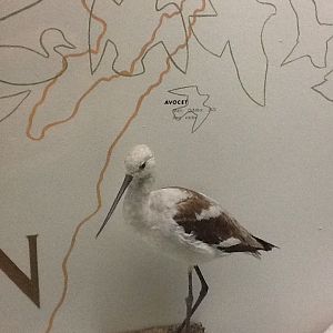 Milwaukee Public Museum - Wisconsin Woodlands - Avocet